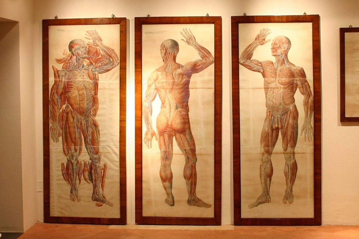 Sala 'Paolo Mascagni', Accademia dei Fisiocritici, Siena, Italy - 03.JPG